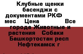 Клубные щенки басенджи с документами РКФ - 2,5 мес. › Цена ­ 20 000 - Все города Животные и растения » Собаки   . Башкортостан респ.,Нефтекамск г.